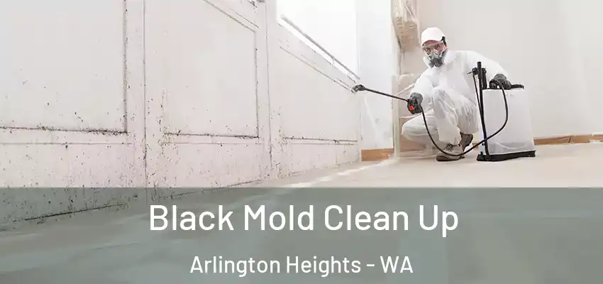 Black Mold Clean Up Arlington Heights - WA