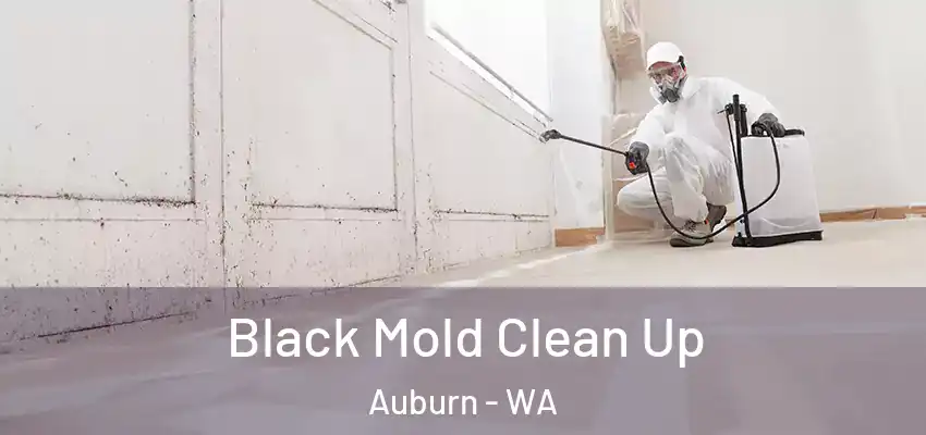  Black Mold Clean Up Auburn - WA
