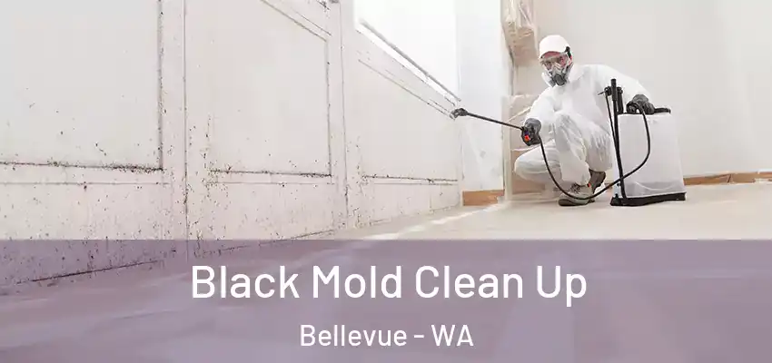  Black Mold Clean Up Bellevue - WA