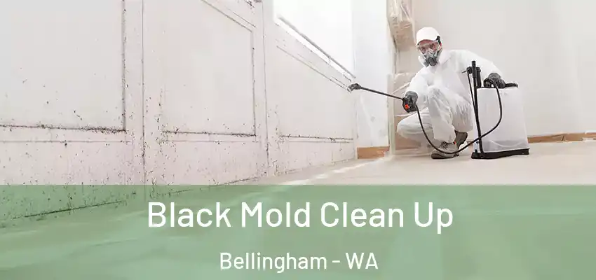  Black Mold Clean Up Bellingham - WA