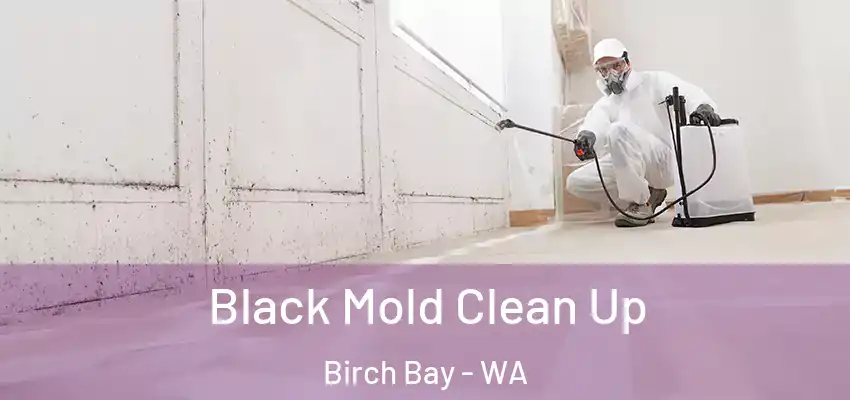  Black Mold Clean Up Birch Bay - WA