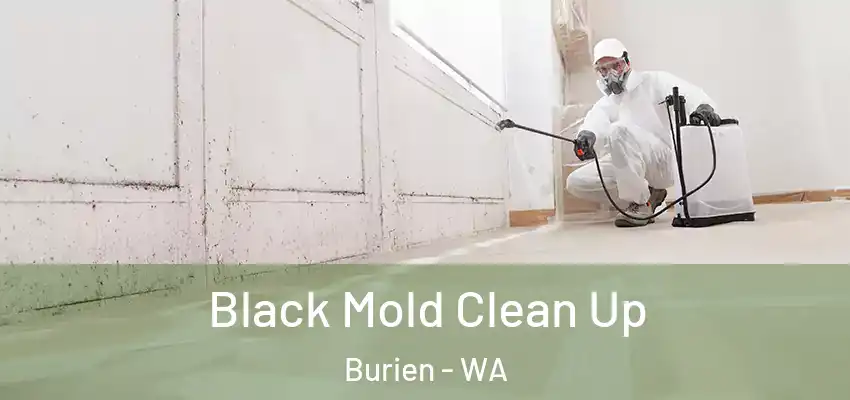  Black Mold Clean Up Burien - WA