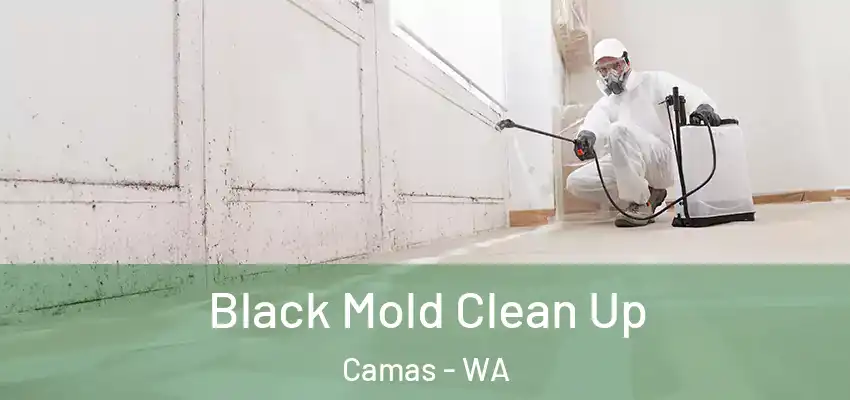  Black Mold Clean Up Camas - WA