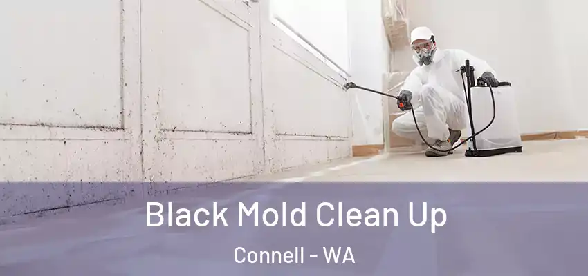  Black Mold Clean Up Connell - WA