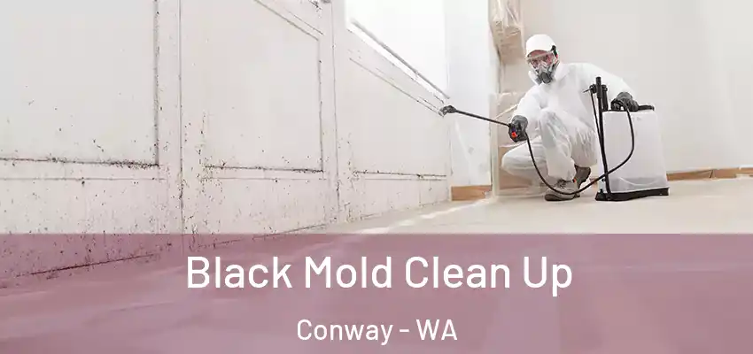 Black Mold Clean Up Conway - WA