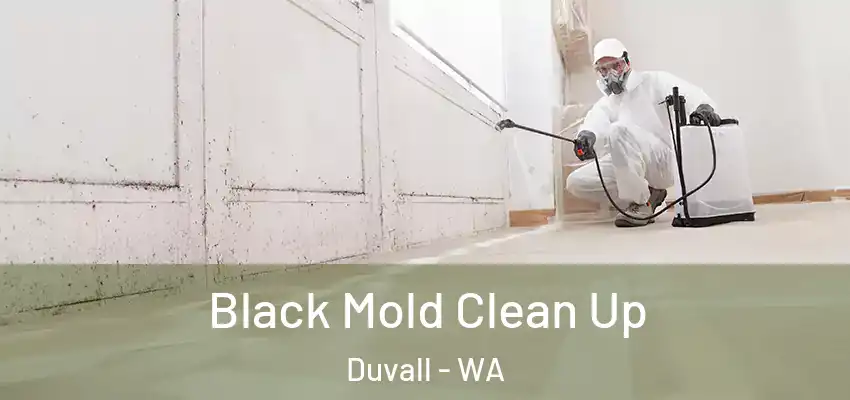  Black Mold Clean Up Duvall - WA
