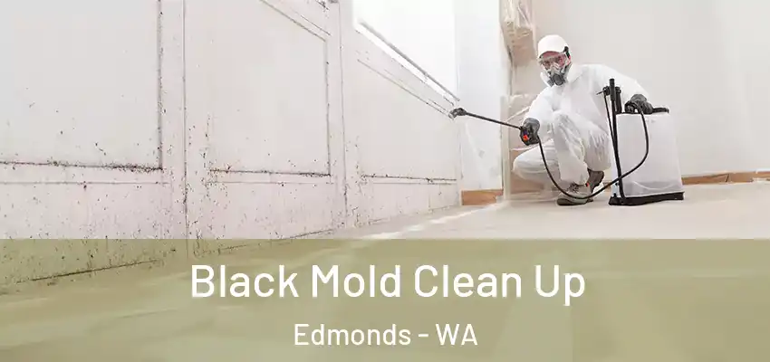  Black Mold Clean Up Edmonds - WA