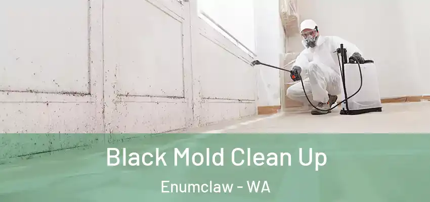  Black Mold Clean Up Enumclaw - WA