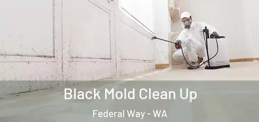  Black Mold Clean Up Federal Way - WA