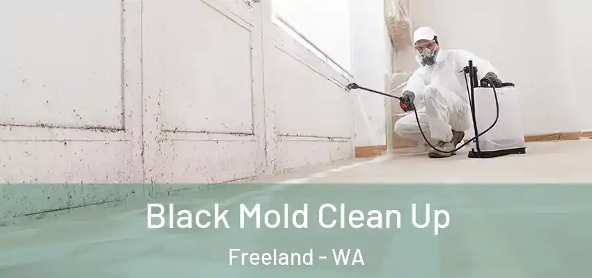  Black Mold Clean Up Freeland - WA