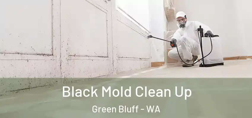  Black Mold Clean Up Green Bluff - WA