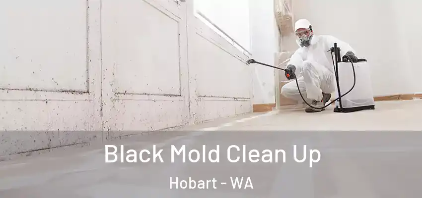  Black Mold Clean Up Hobart - WA