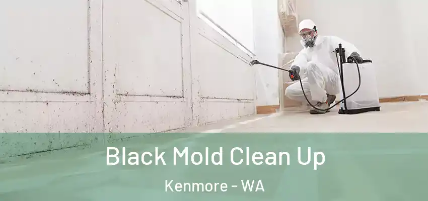  Black Mold Clean Up Kenmore - WA