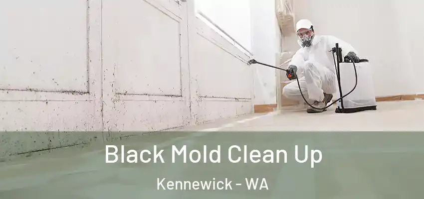 Black Mold Clean Up Kennewick - WA