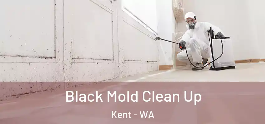  Black Mold Clean Up Kent - WA
