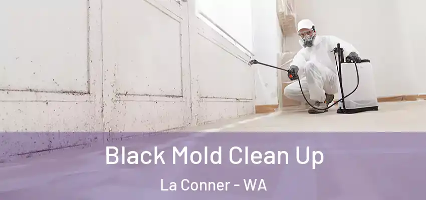  Black Mold Clean Up La Conner - WA
