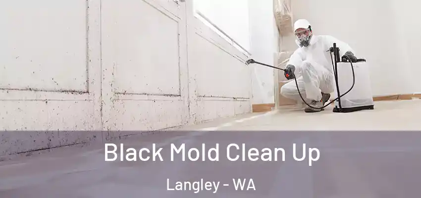  Black Mold Clean Up Langley - WA