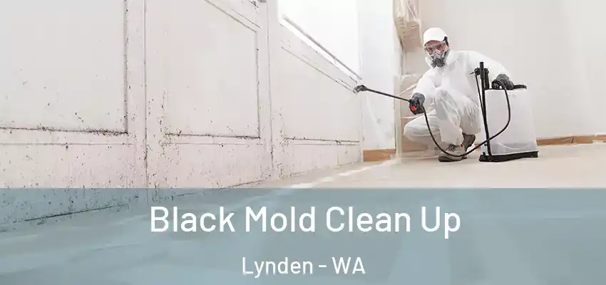  Black Mold Clean Up Lynden - WA