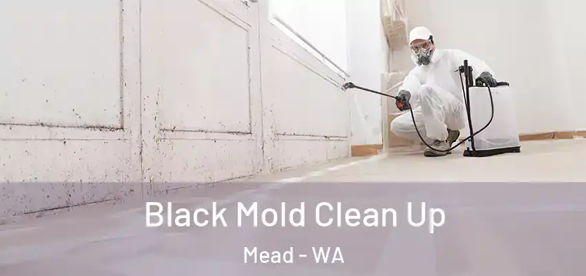  Black Mold Clean Up Mead - WA