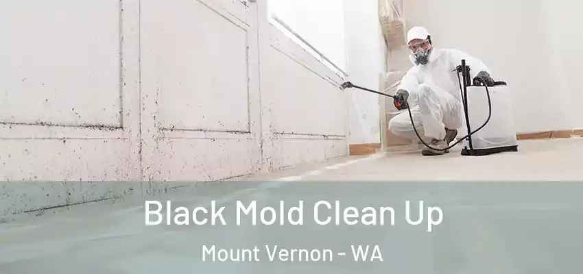  Black Mold Clean Up Mount Vernon - WA