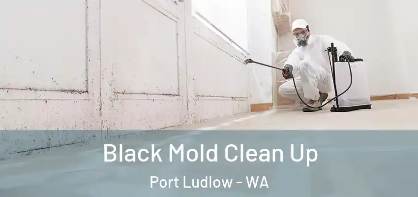  Black Mold Clean Up Port Ludlow - WA