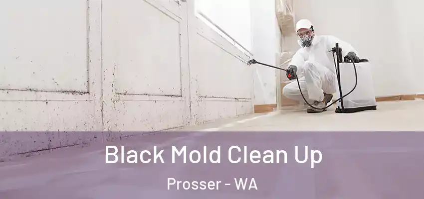 Black Mold Clean Up Prosser - WA