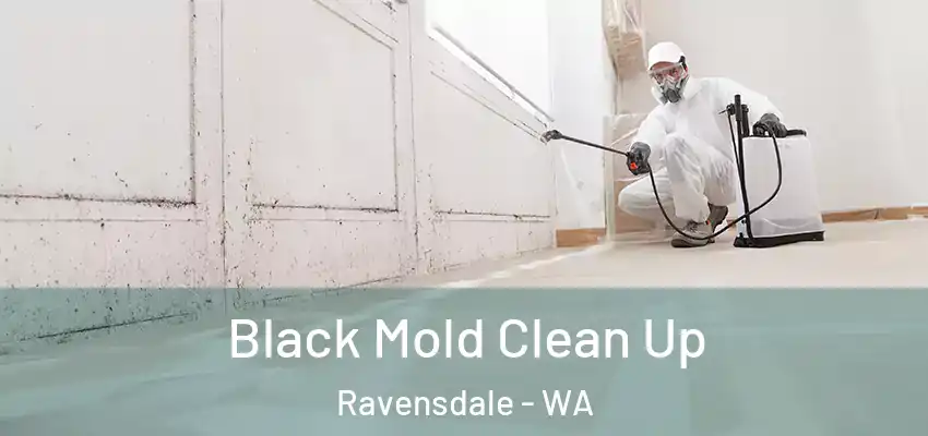  Black Mold Clean Up Ravensdale - WA