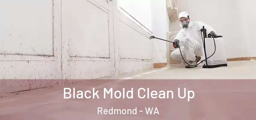  Black Mold Clean Up Redmond - WA