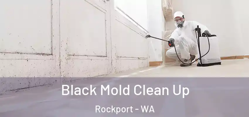  Black Mold Clean Up Rockport - WA