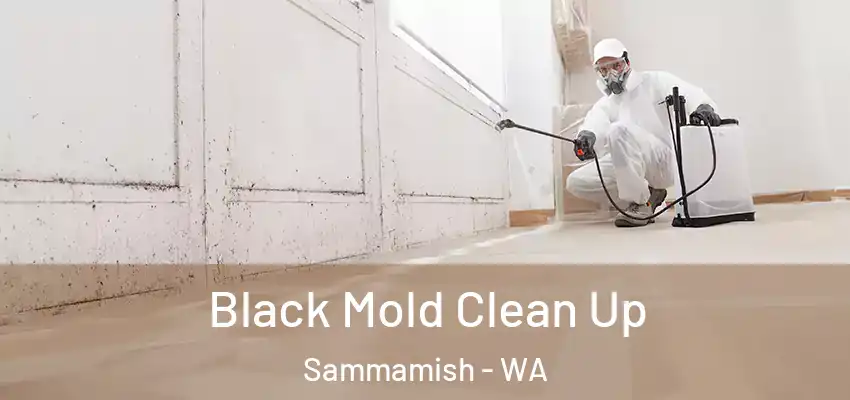  Black Mold Clean Up Sammamish - WA