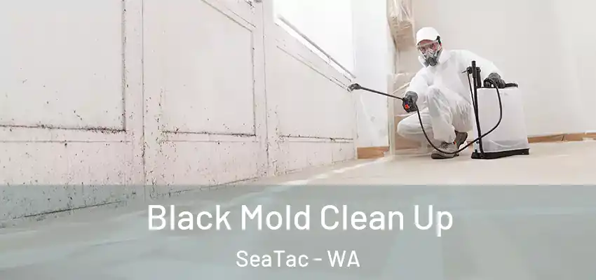  Black Mold Clean Up SeaTac - WA