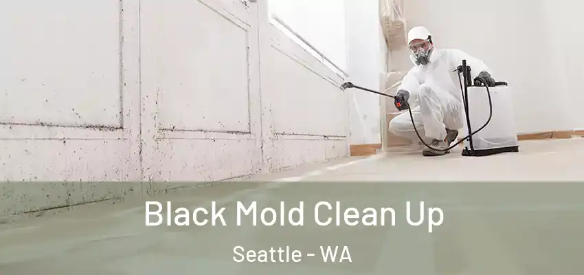  Black Mold Clean Up Seattle - WA