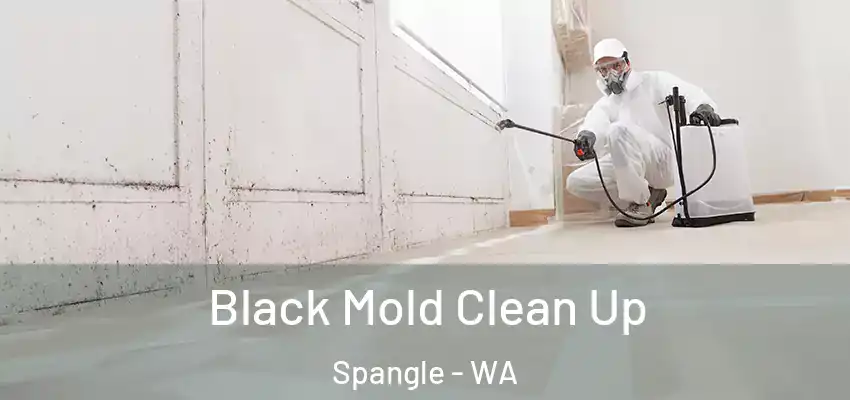  Black Mold Clean Up Spangle - WA