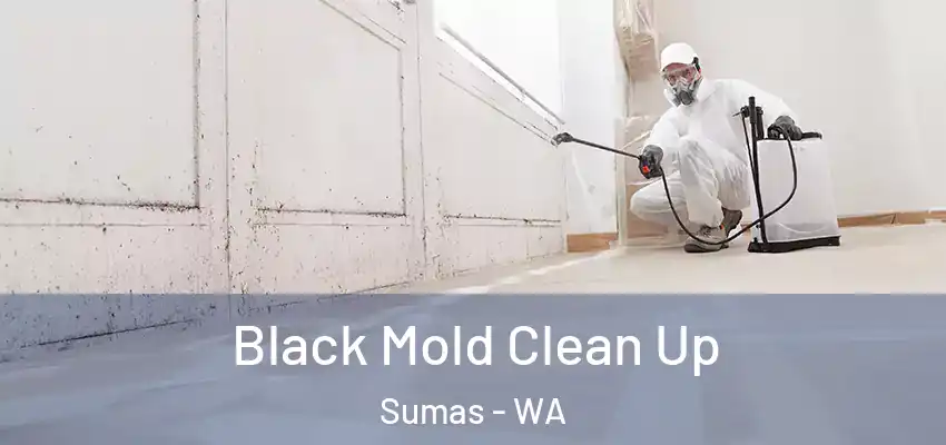  Black Mold Clean Up Sumas - WA