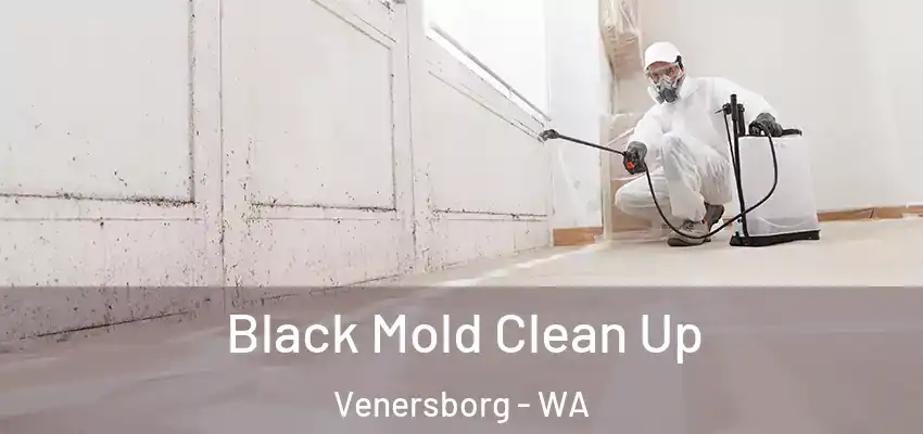  Black Mold Clean Up Venersborg - WA