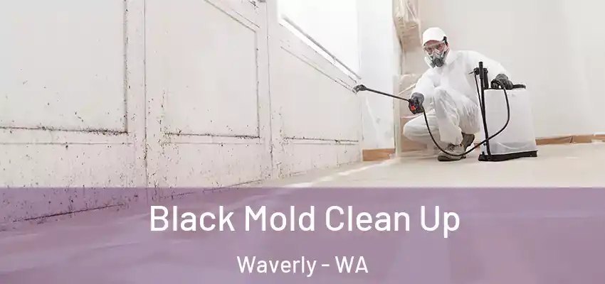  Black Mold Clean Up Waverly - WA