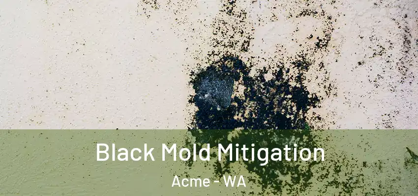  Black Mold Mitigation Acme - WA