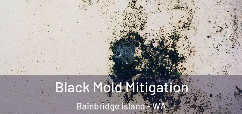 Black Mold Mitigation Bainbridge Island - WA