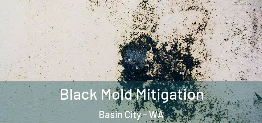  Black Mold Mitigation Basin City - WA