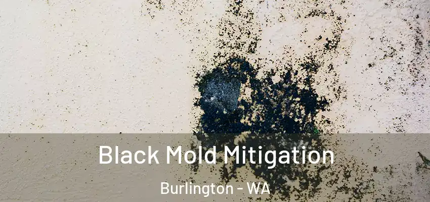Black Mold Mitigation Burlington - WA