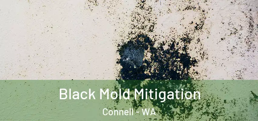  Black Mold Mitigation Connell - WA