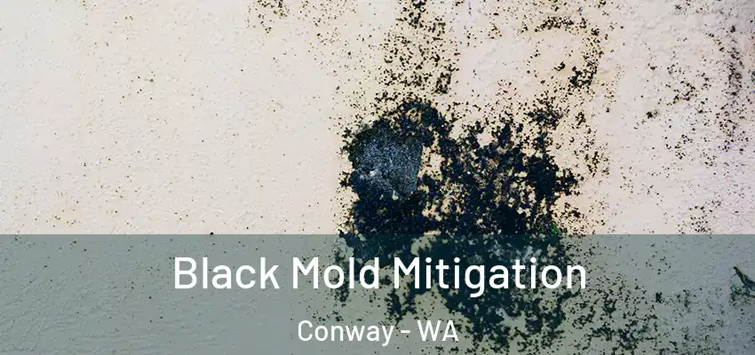  Black Mold Mitigation Conway - WA