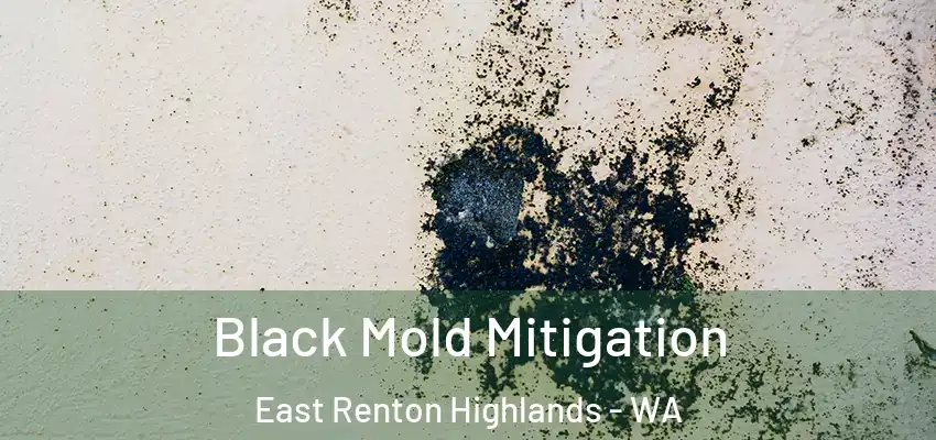  Black Mold Mitigation East Renton Highlands - WA