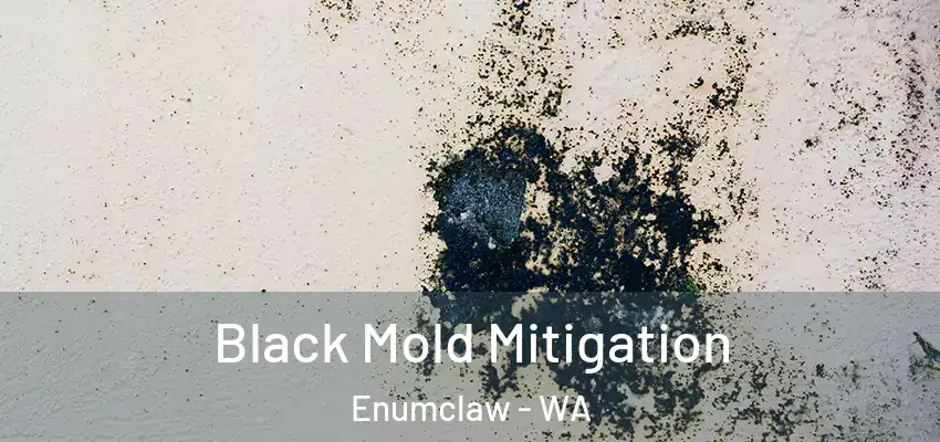  Black Mold Mitigation Enumclaw - WA