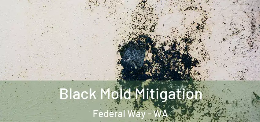  Black Mold Mitigation Federal Way - WA