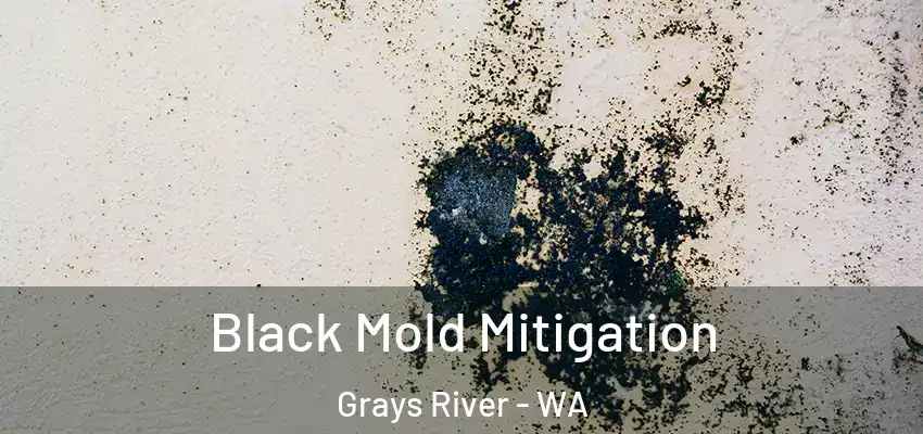 Black Mold Mitigation Grays River - WA
