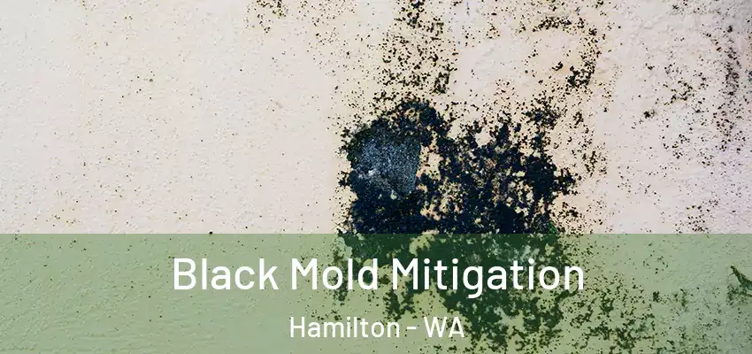 Black Mold Mitigation Hamilton - WA