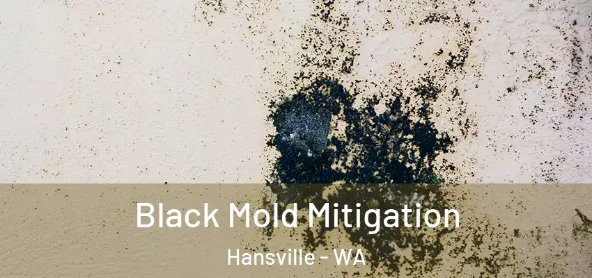  Black Mold Mitigation Hansville - WA
