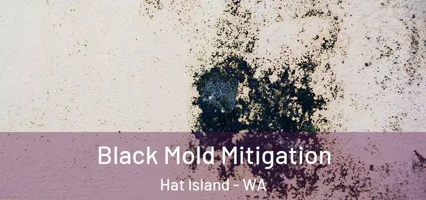  Black Mold Mitigation Hat Island - WA