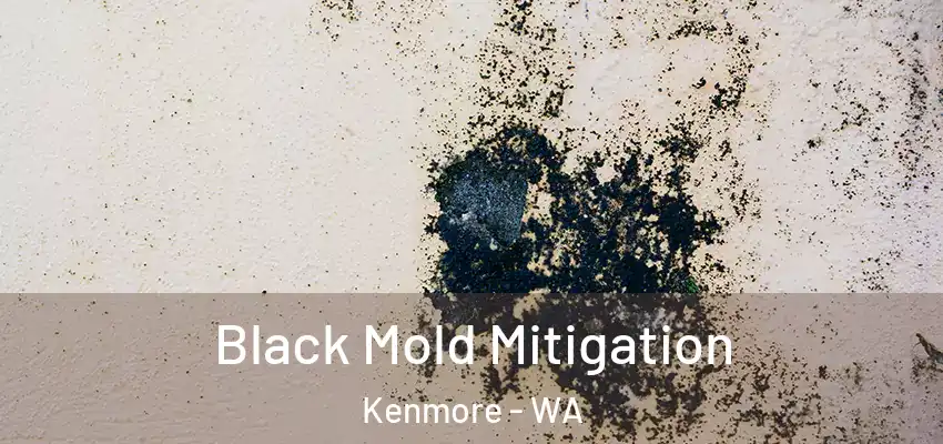  Black Mold Mitigation Kenmore - WA